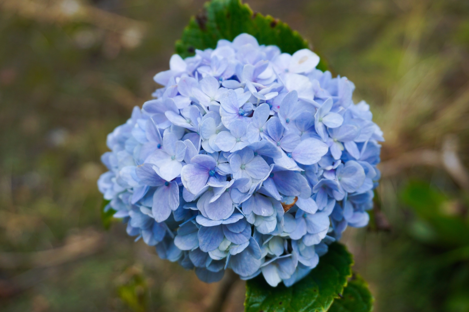 A soft blue hydrangea in bloom